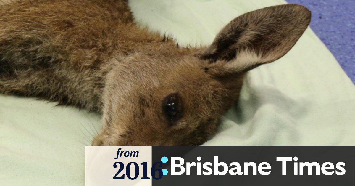 Horror start to the year for Queensland's animals shocks RSPCA